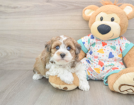 7 week old Havapoo Puppy For Sale - Pilesgrove Pups