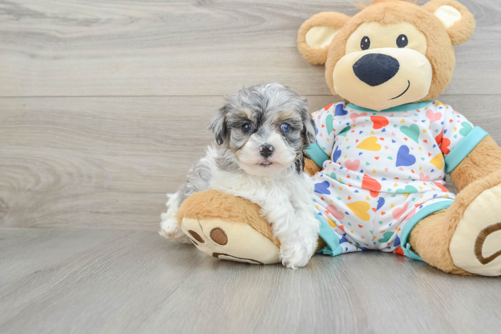 Adorable Havadoodle Poodle Mix Puppy