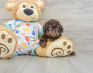 9 week old Havapoo Puppy For Sale - Pilesgrove Pups