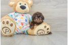 Havapoo Pup Being Cute