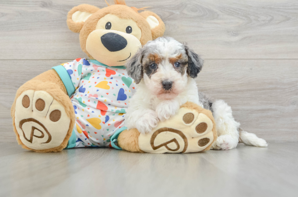 6 week old Havapoo Puppy For Sale - Pilesgrove Pups