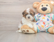 8 week old Havapoo Puppy For Sale - Pilesgrove Pups
