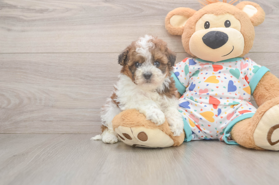 5 week old Havapoo Puppy For Sale - Pilesgrove Pups