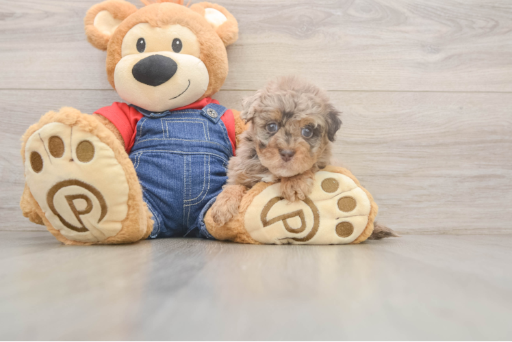 Popular Havapoo Poodle Mix Pup
