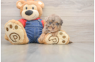 Popular Havapoo Poodle Mix Pup