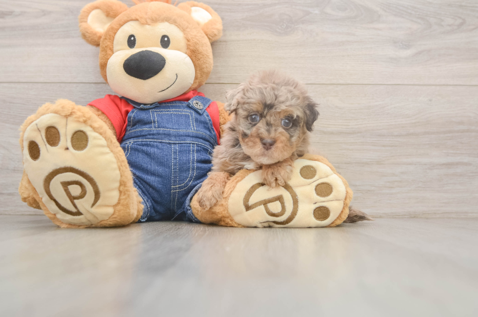 5 week old Havapoo Puppy For Sale - Pilesgrove Pups