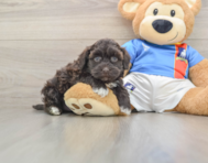 8 week old Havapoo Puppy For Sale - Pilesgrove Pups