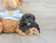 9 week old Havapoo Puppy For Sale - Pilesgrove Pups