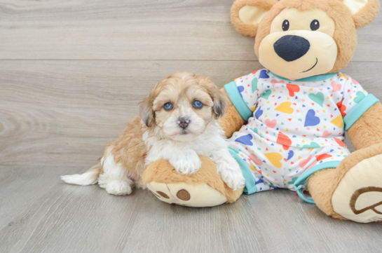 Popular Havapoo Poodle Mix Pup