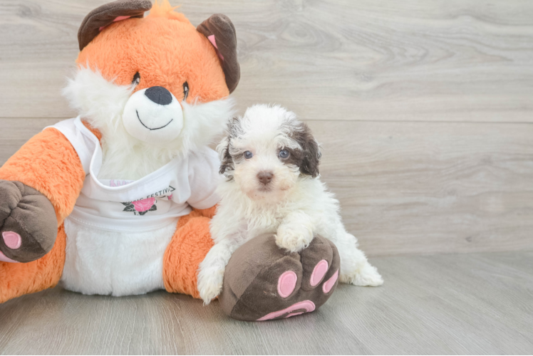 Funny Havapoo Poodle Mix Pup