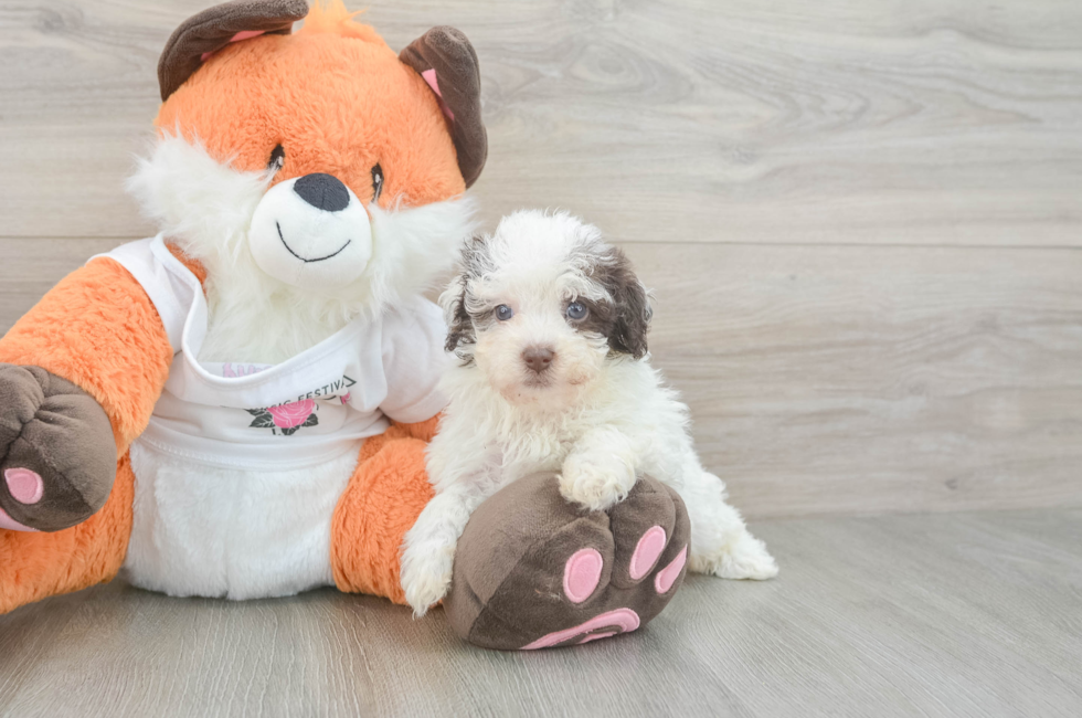 6 week old Havapoo Puppy For Sale - Pilesgrove Pups