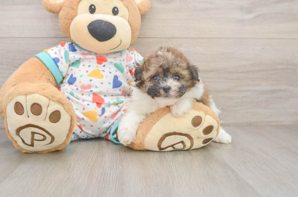 5 week old Havapoo Puppy For Sale - Pilesgrove Pups