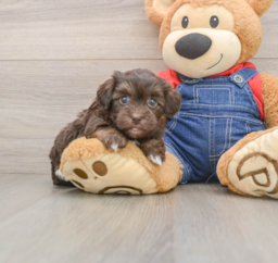 5 week old Havapoo Puppy For Sale - Pilesgrove Pups