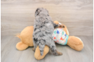 Havapoo Puppy for Adoption