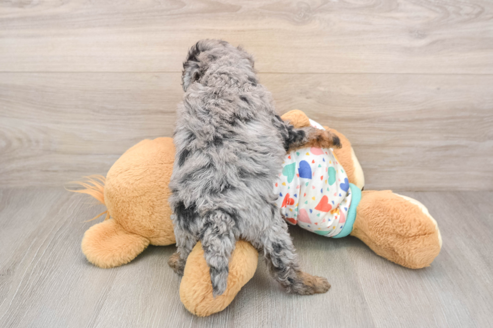 Havapoo Puppy for Adoption