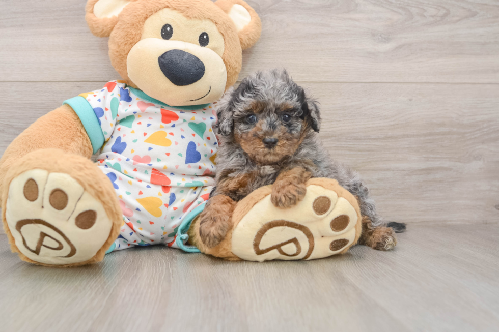 Havapoo Pup Being Cute