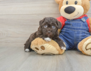 8 week old Havapoo Puppy For Sale - Pilesgrove Pups