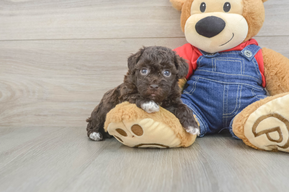 5 week old Havapoo Puppy For Sale - Pilesgrove Pups