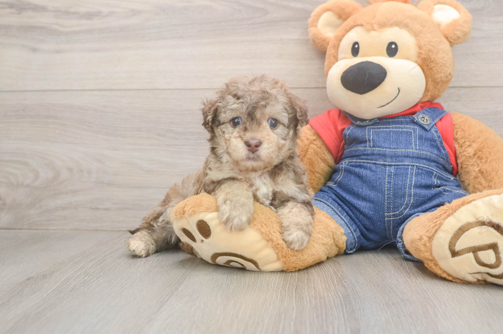 5 week old Havapoo Puppy For Sale - Pilesgrove Pups