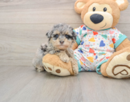 7 week old Havapoo Puppy For Sale - Pilesgrove Pups