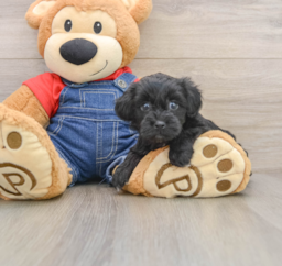 6 week old Havapoo Puppy For Sale - Pilesgrove Pups