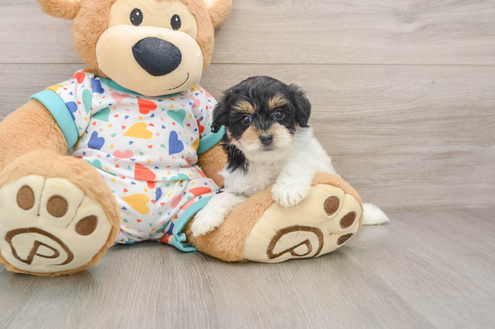 Havapoo Puppy for Adoption
