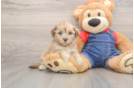 Havapoo Pup Being Cute