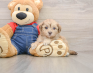8 week old Havapoo Puppy For Sale - Pilesgrove Pups