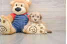 Energetic Havadoodle Poodle Mix Puppy