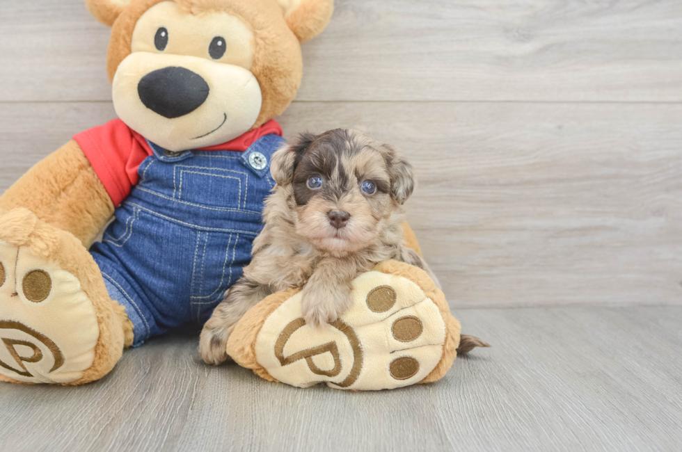 5 week old Havapoo Puppy For Sale - Pilesgrove Pups