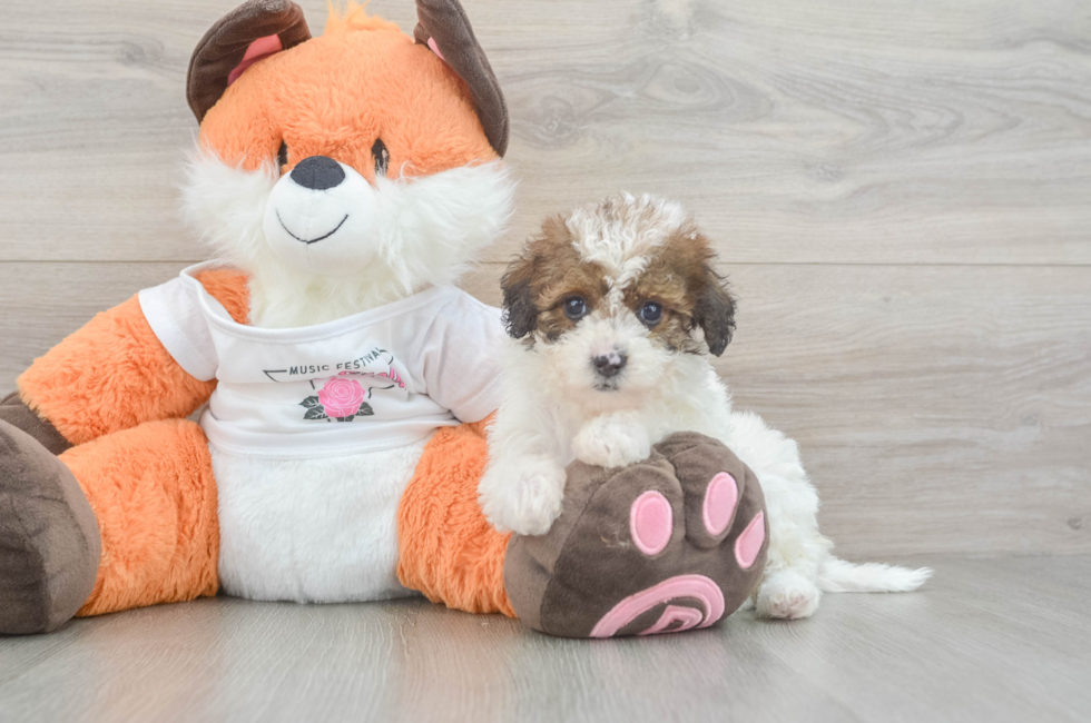 6 week old Havapoo Puppy For Sale - Pilesgrove Pups