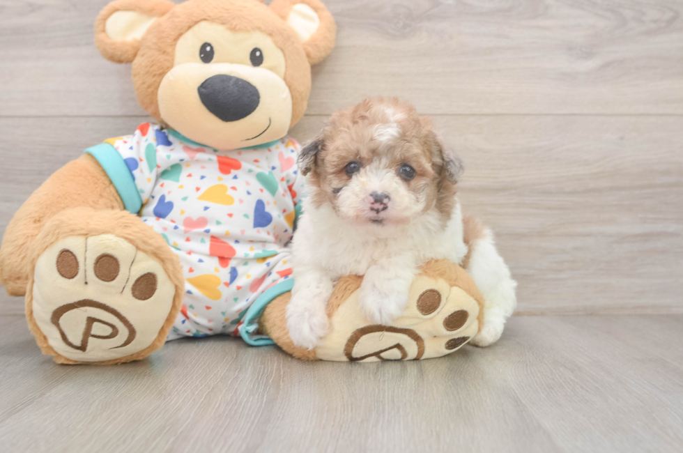5 week old Havapoo Puppy For Sale - Pilesgrove Pups