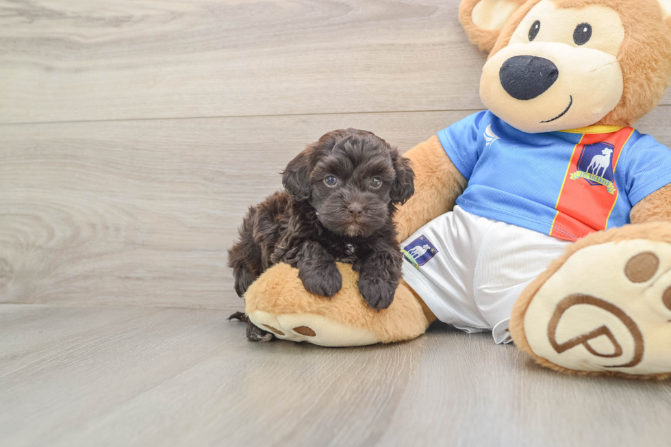 Havapoo Puppy for Adoption