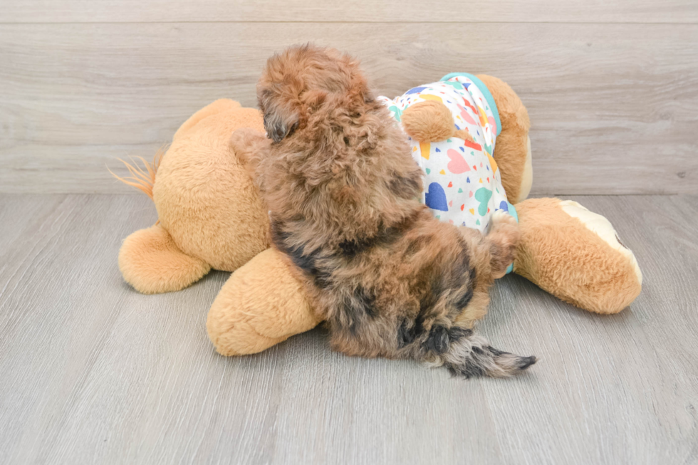 Hypoallergenic Havadoodle Poodle Mix Puppy
