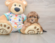 7 week old Havapoo Puppy For Sale - Pilesgrove Pups