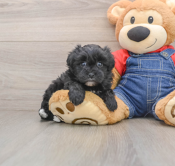 6 week old Havapoo Puppy For Sale - Pilesgrove Pups