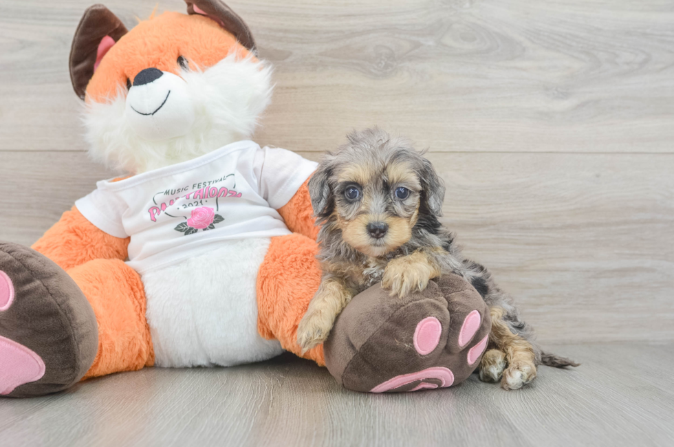 6 week old Havapoo Puppy For Sale - Pilesgrove Pups