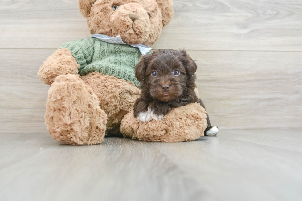 Popular Havapoo Poodle Mix Pup