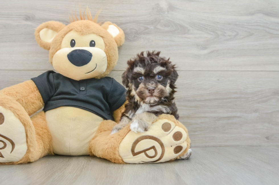 6 week old Havapoo Puppy For Sale - Pilesgrove Pups