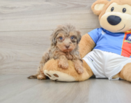 8 week old Havapoo Puppy For Sale - Pilesgrove Pups