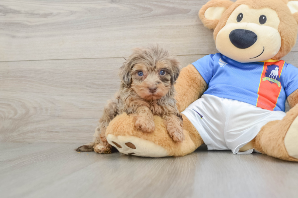 5 week old Havapoo Puppy For Sale - Pilesgrove Pups