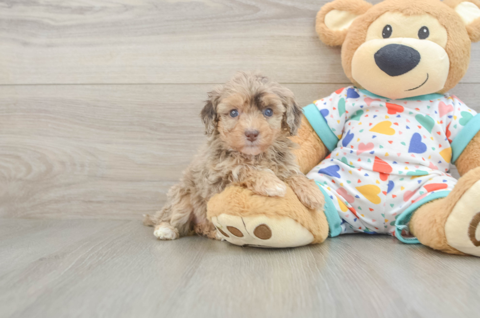 5 week old Havapoo Puppy For Sale - Pilesgrove Pups