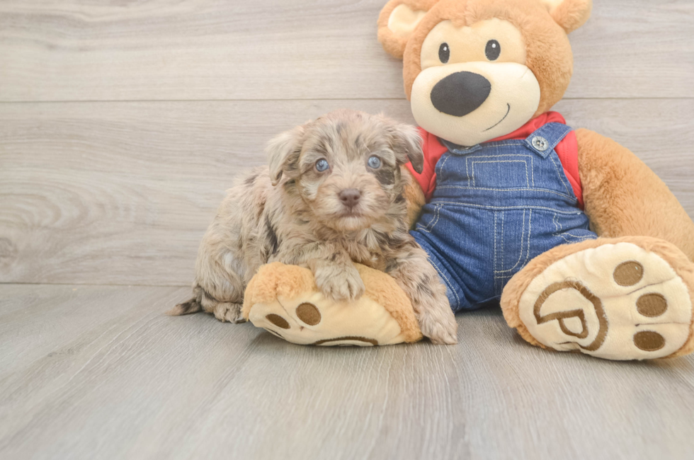 5 week old Havapoo Puppy For Sale - Pilesgrove Pups