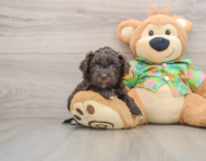 6 week old Havapoo Puppy For Sale - Pilesgrove Pups