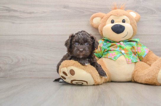 Havapoo Puppy for Adoption