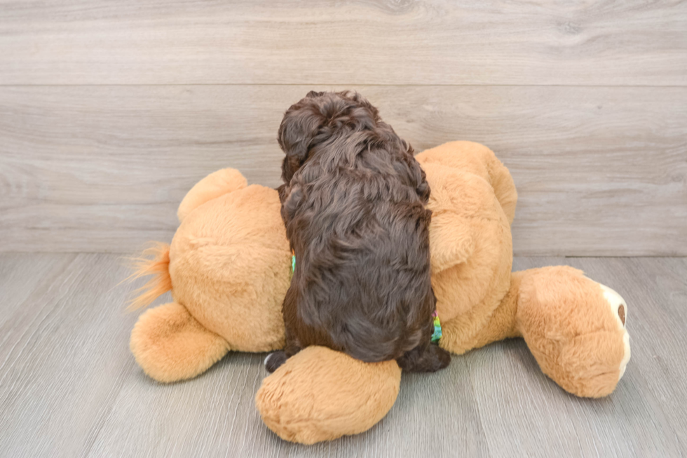 Adorable Havadoodle Poodle Mix Puppy