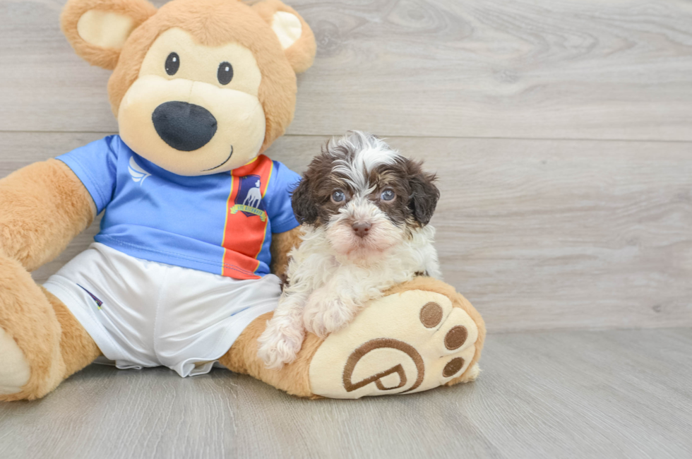 5 week old Havapoo Puppy For Sale - Pilesgrove Pups