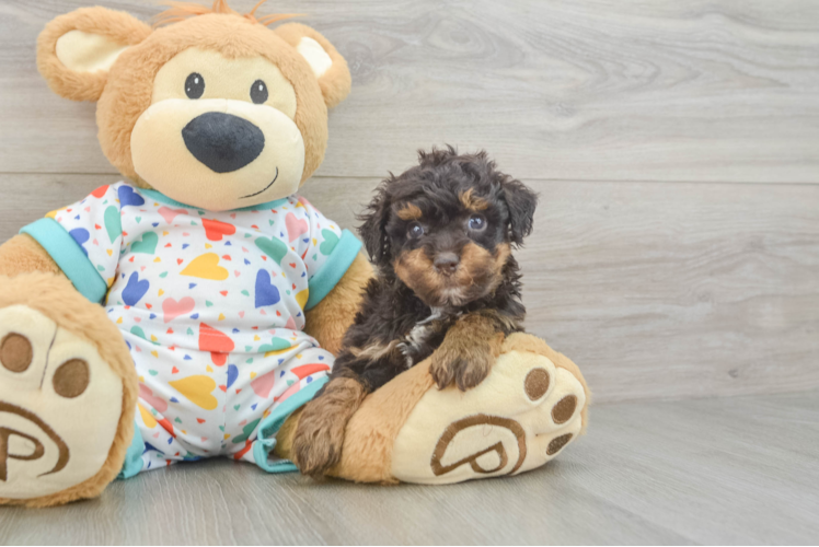 Playful Havadoodle Poodle Mix Puppy