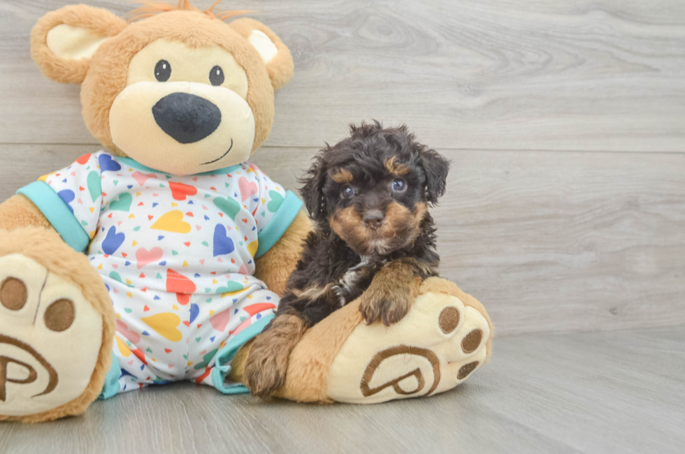5 week old Havapoo Puppy For Sale - Pilesgrove Pups