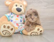 8 week old Havapoo Puppy For Sale - Pilesgrove Pups